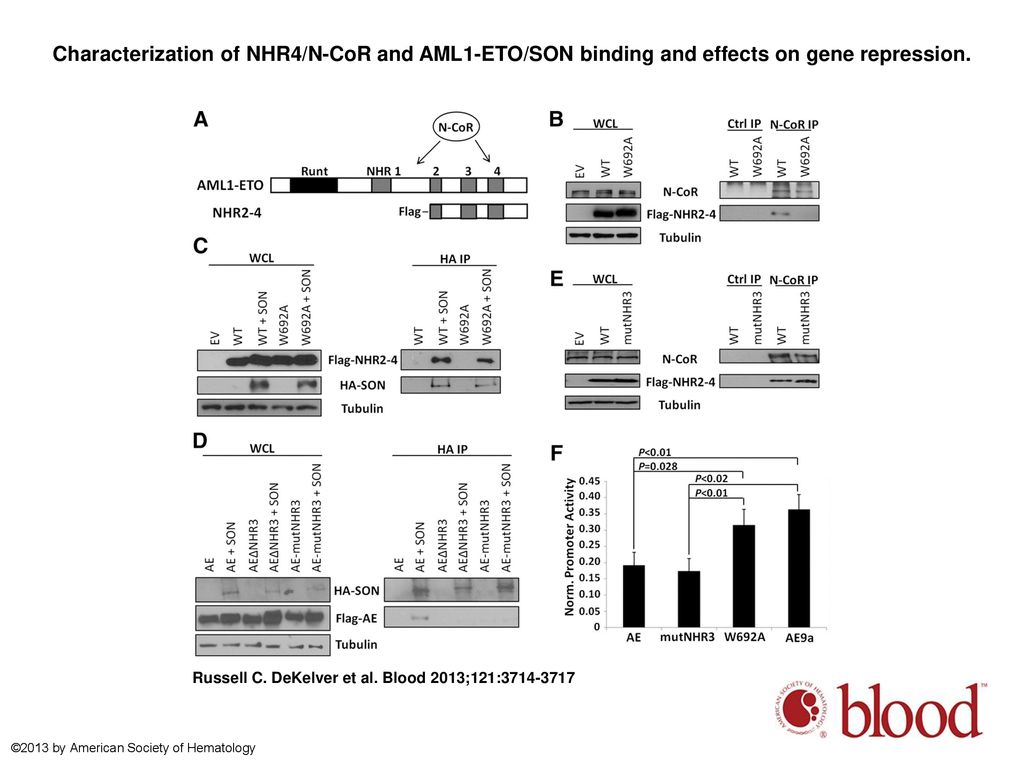 Characterization of NHR4/N-CoR and AML1-ETO/SON binding and effects on gene repression.