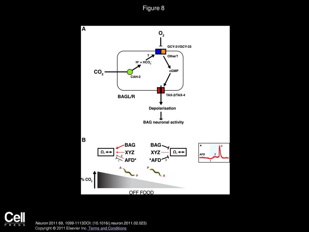 Figure 8 Models of CO2 Sensory Neuron Function