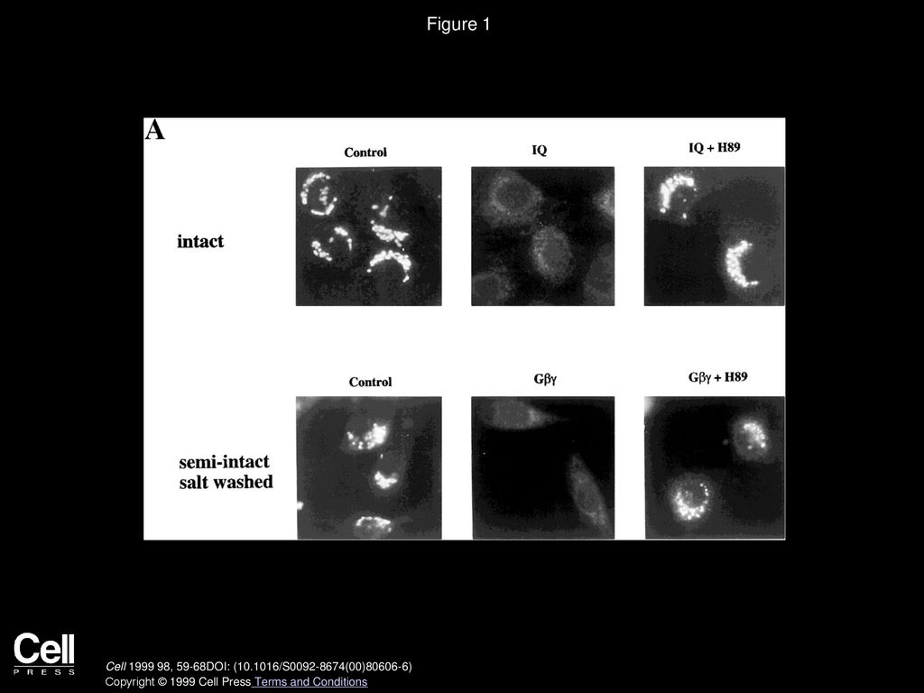 Figure 1 Effect of Kinase Inhibitors in IQ- and Gβγ-Mediated Golgi Fragmentation Assay.