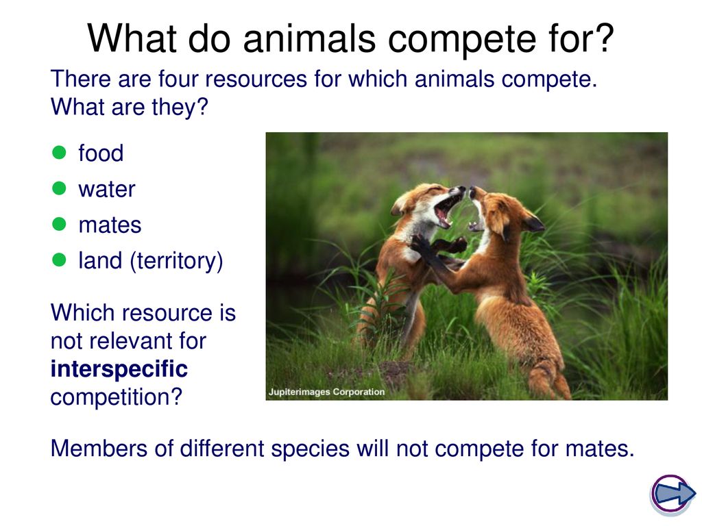 Competition in Animals - ppt download