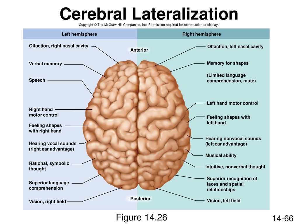 Brain tasks. Латерализация мозга. Латеризация головногомозго. Латерализация функций головного мозга. Латерализация это.