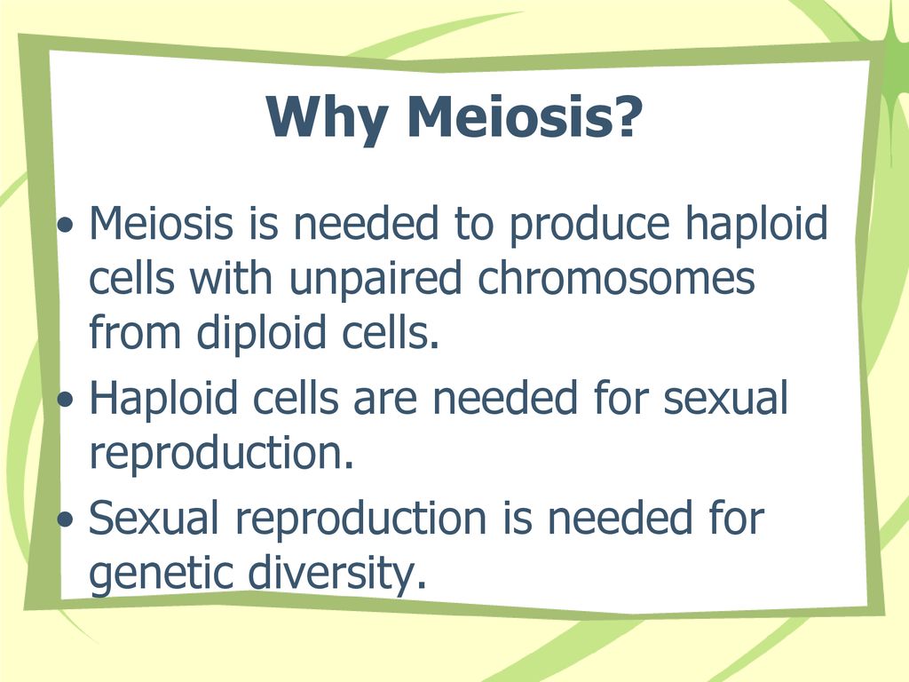 Why Meiosis Meiosis is needed to produce haploid cells with unpaired chromosomes from diploid cells.