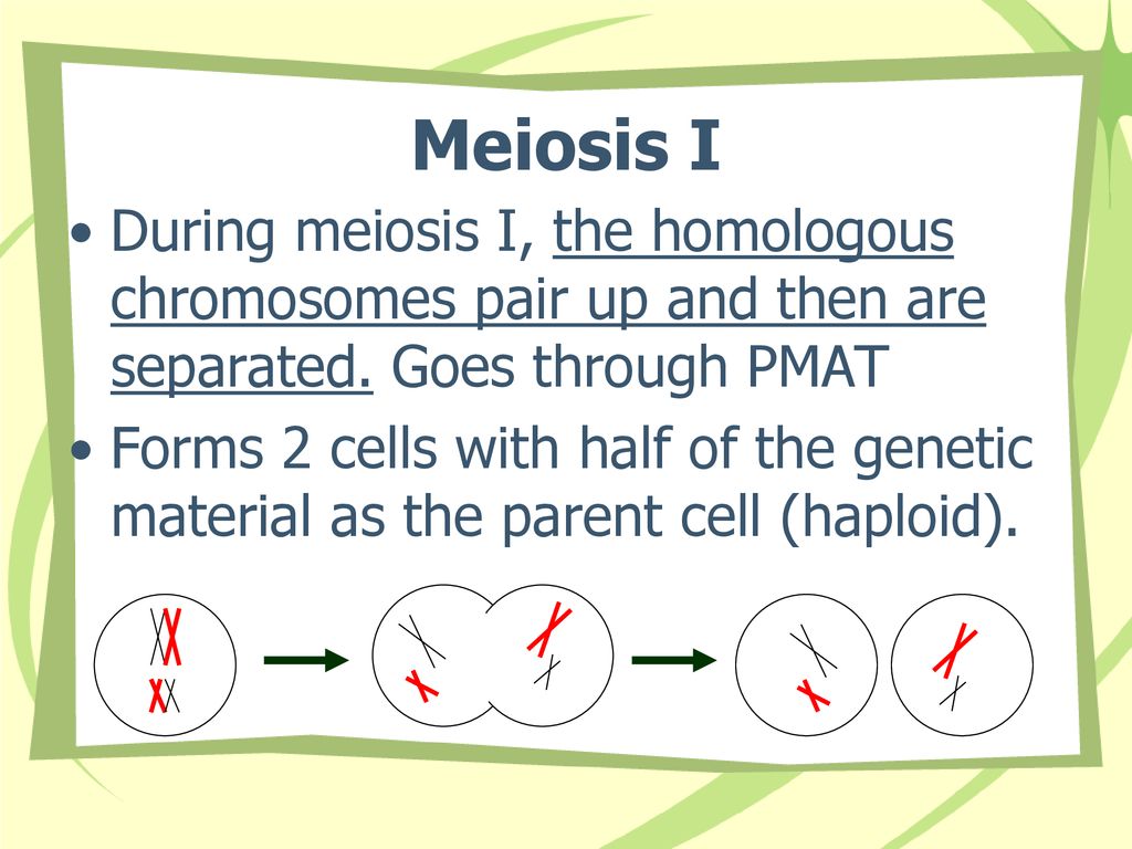Meiosis I During meiosis I, the homologous chromosomes pair up and then are separated. Goes through PMAT.