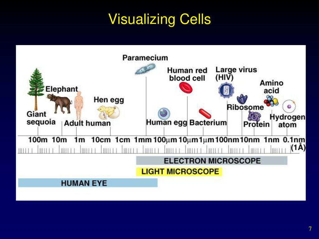 Cell Structure Grade 12 Biology Biology Diagrams