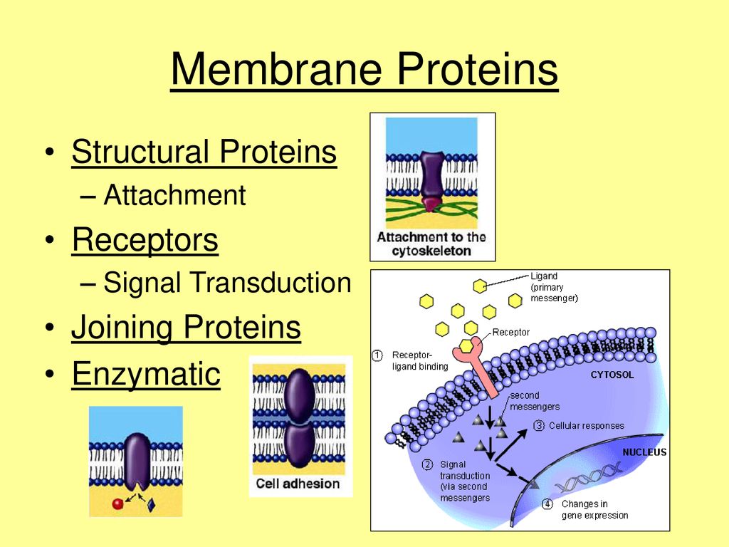 Biological Membranes. - ppt download