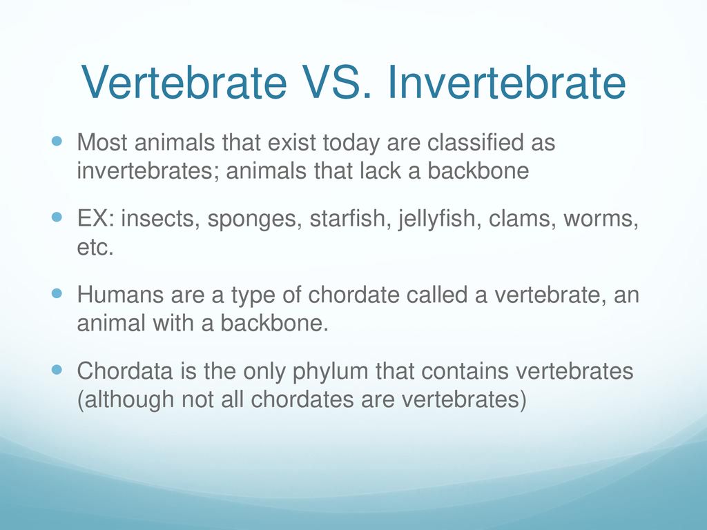 Intro to Zoology What is an animal?. - ppt download