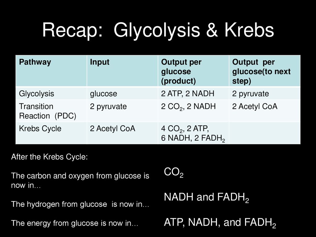 Krebs citric acid cycle ppt download