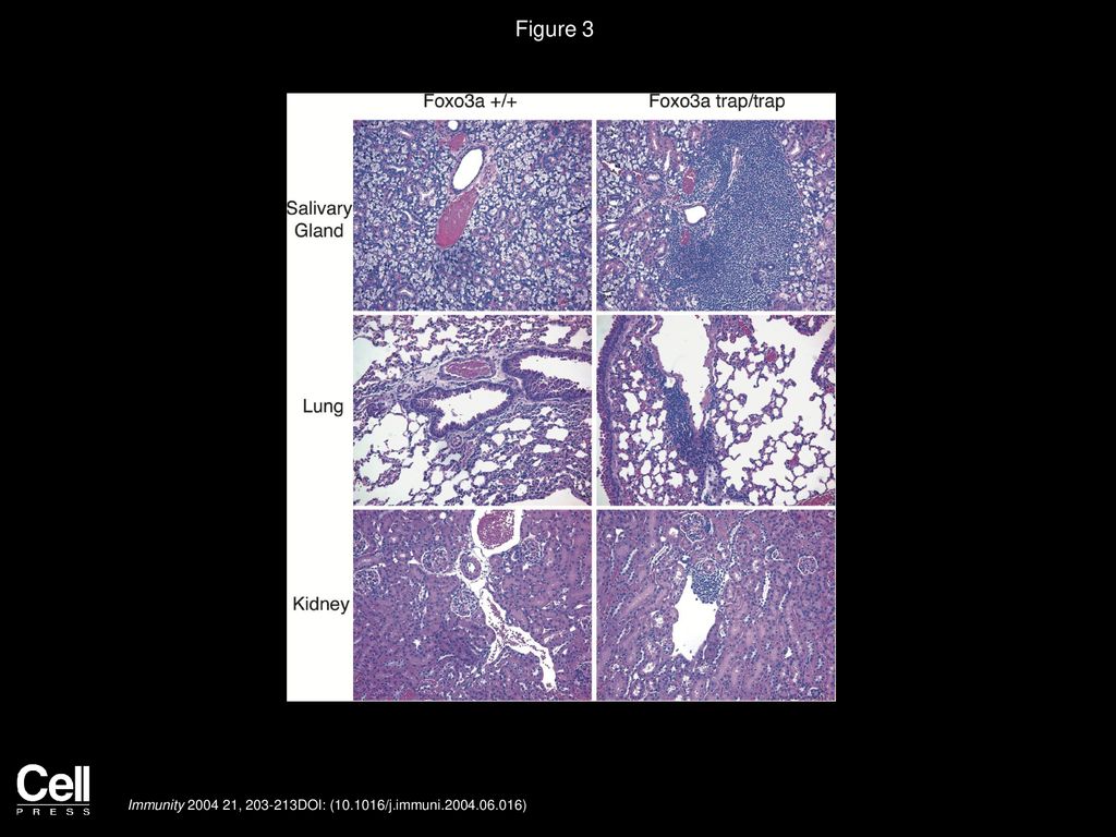 Figure 3 Autoimmune Inflammation in the Absence of Foxo3a