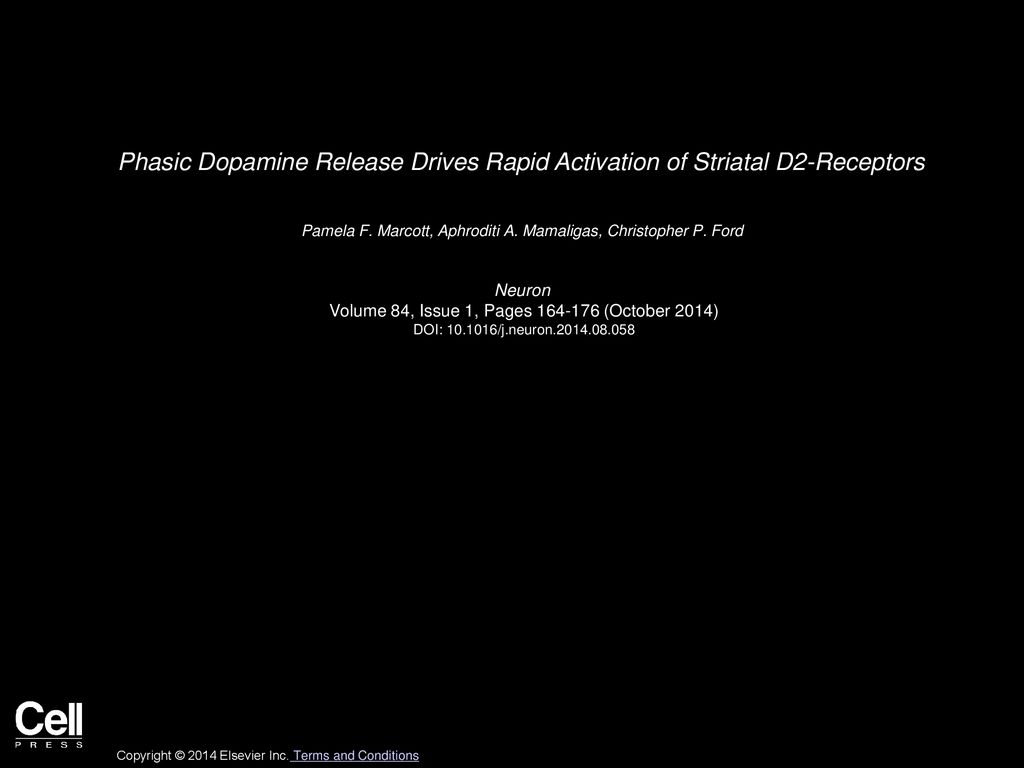 Phasic Dopamine Release Drives Rapid Activation of Striatal D2-Receptors