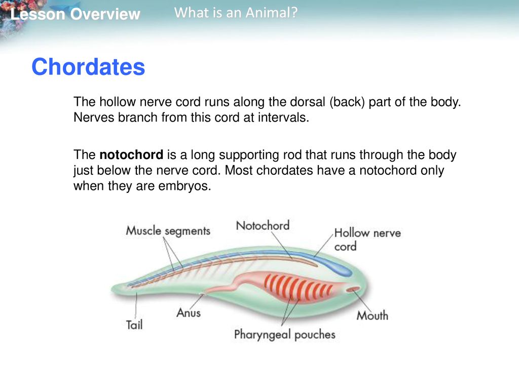 Chordates The hollow nerve cord runs along the dorsal (back) part of the body. Nerves branch from this cord at intervals.