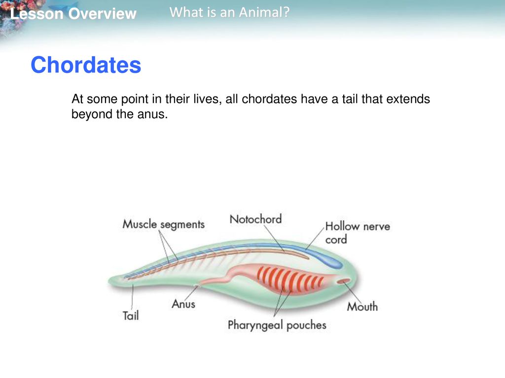 Chordates At some point in their lives, all chordates have a tail that extends beyond the anus.