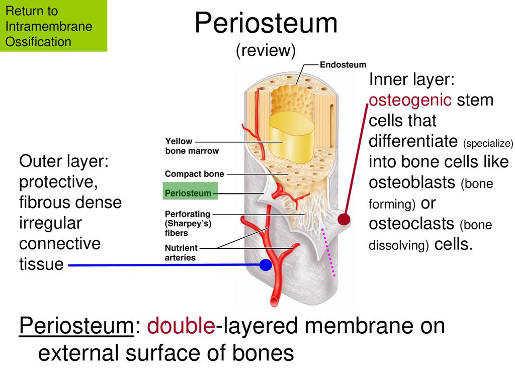 Return to Intramembrane Ossification