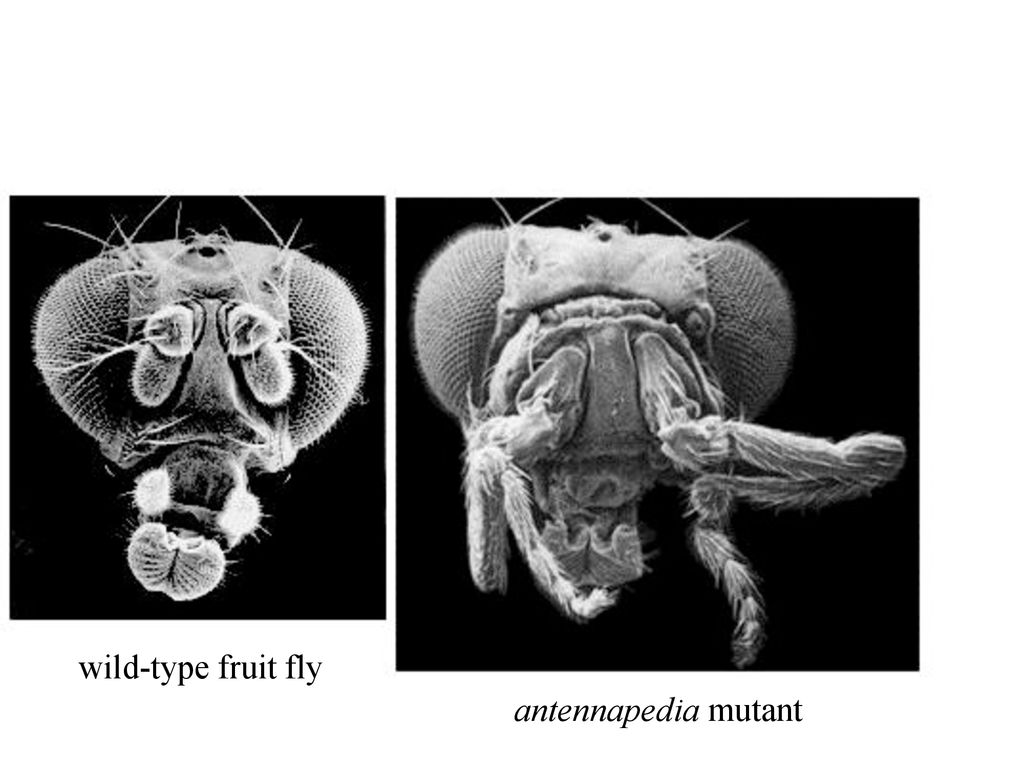 wild-type fruit fly antennapedia mutant Box 4A