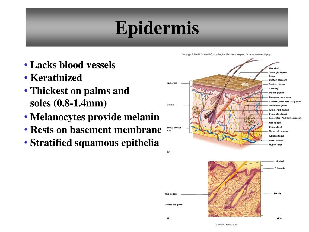 Epidermis Lacks blood vessels Keratinized