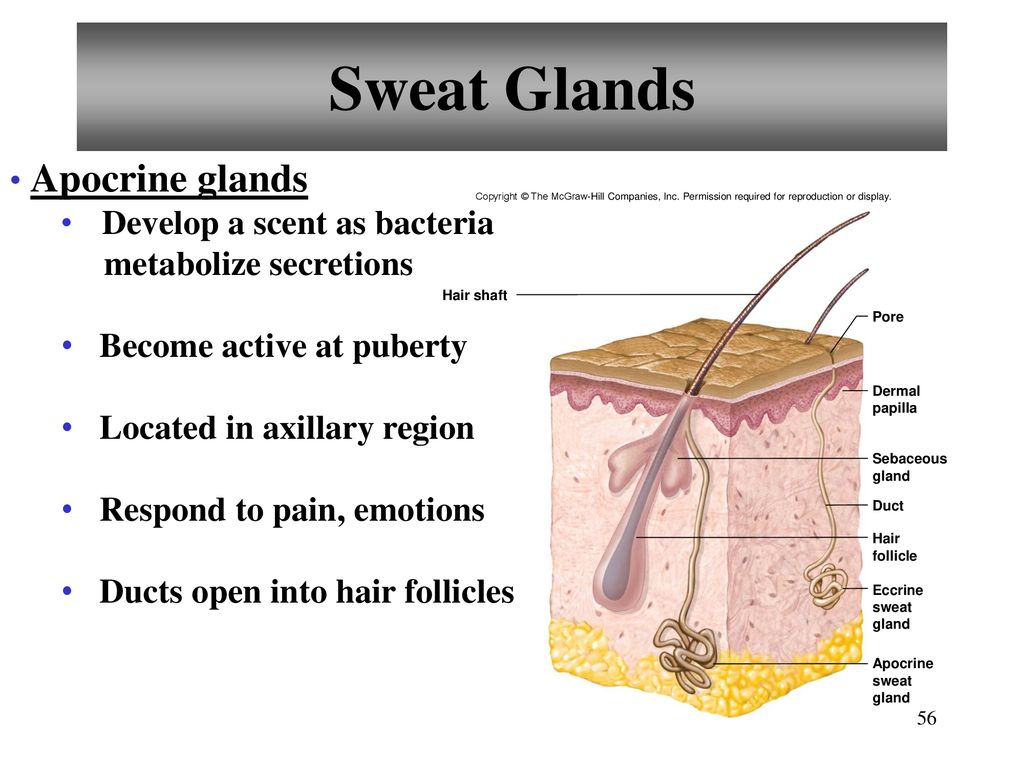 Sweat Glands Apocrine glands Develop a scent as bacteria
