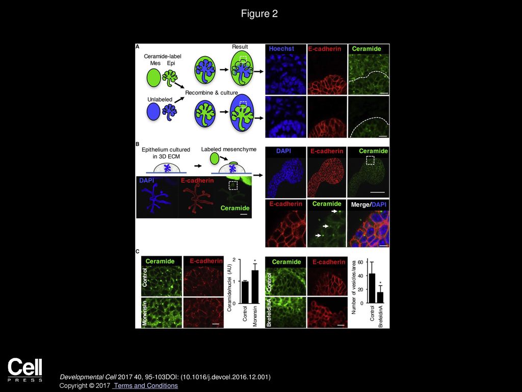 Figure 2 Fluorescently Labeled Exosomes Are Transported from the SMG Mesenchyme to the Epithelium.
