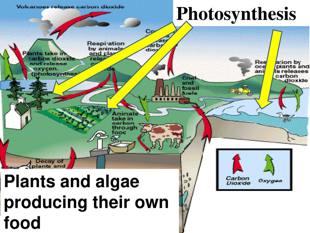Photosynthesis Plants and algae producing their own food