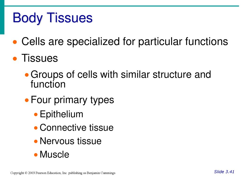 Chapter 3 Cells and Tissues Biology Diagrams
