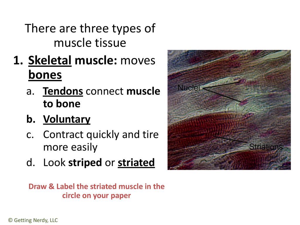 Muscles Move You Striated Muscle Cell Skeletal Muscle Bicep Ppt