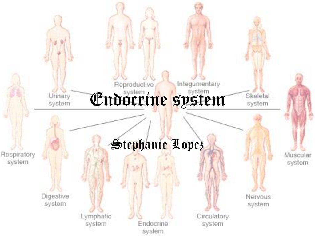 Endocrine system Stephanie Lopez