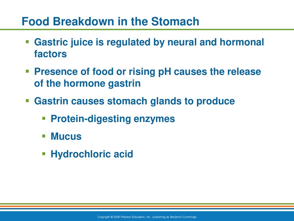 food breakdown in the stomach        
        <figure class=