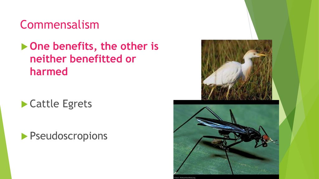 Unit 7 Objective B ECOLOGY. - ppt download