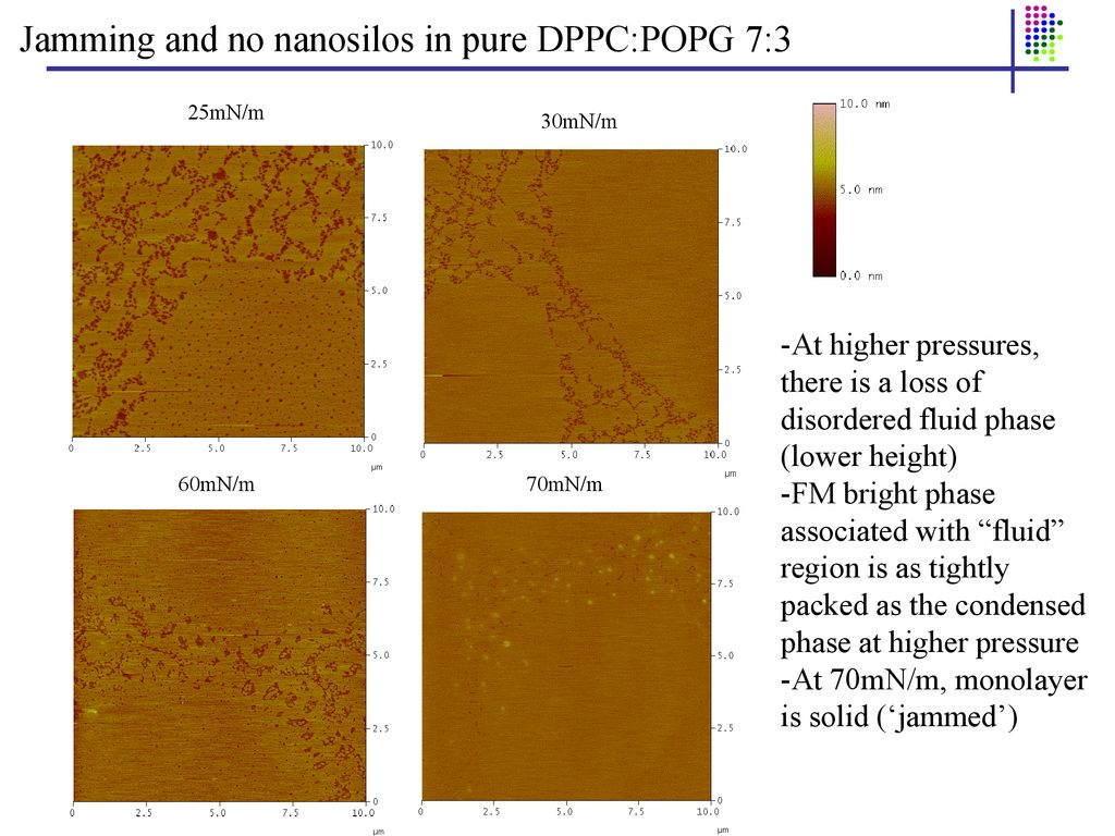 Jamming And No Nanosilos In Pure Dppc Popg 7 3 Ppt Download Images, Photos, Reviews