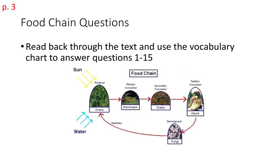 Energy Transfer Booklet Biology Diagrams