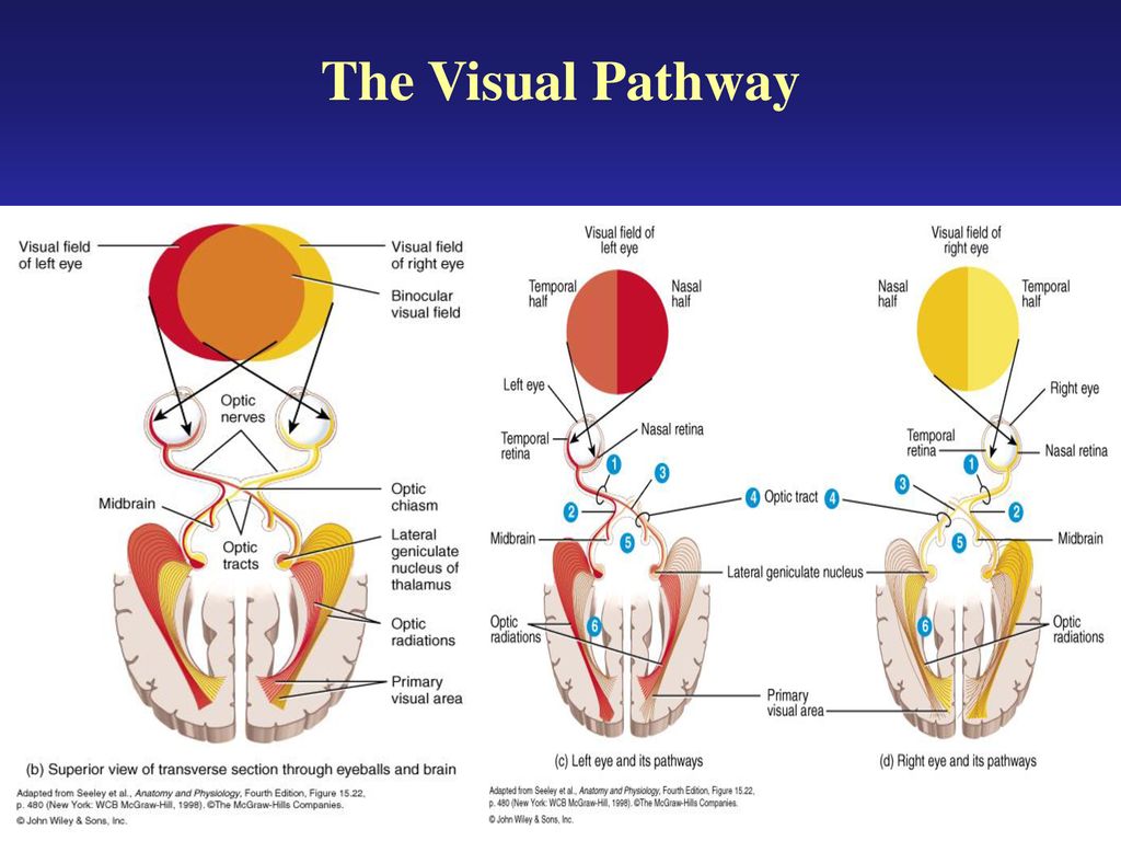 The Anatomy & Physiology Of Unbirthing