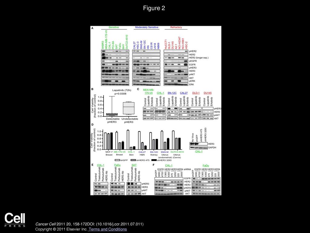 Figure 2 HER3 Mediates Lapatinib Sensitivity in Non-HER2 Amplified Cancer Cell Lines.
