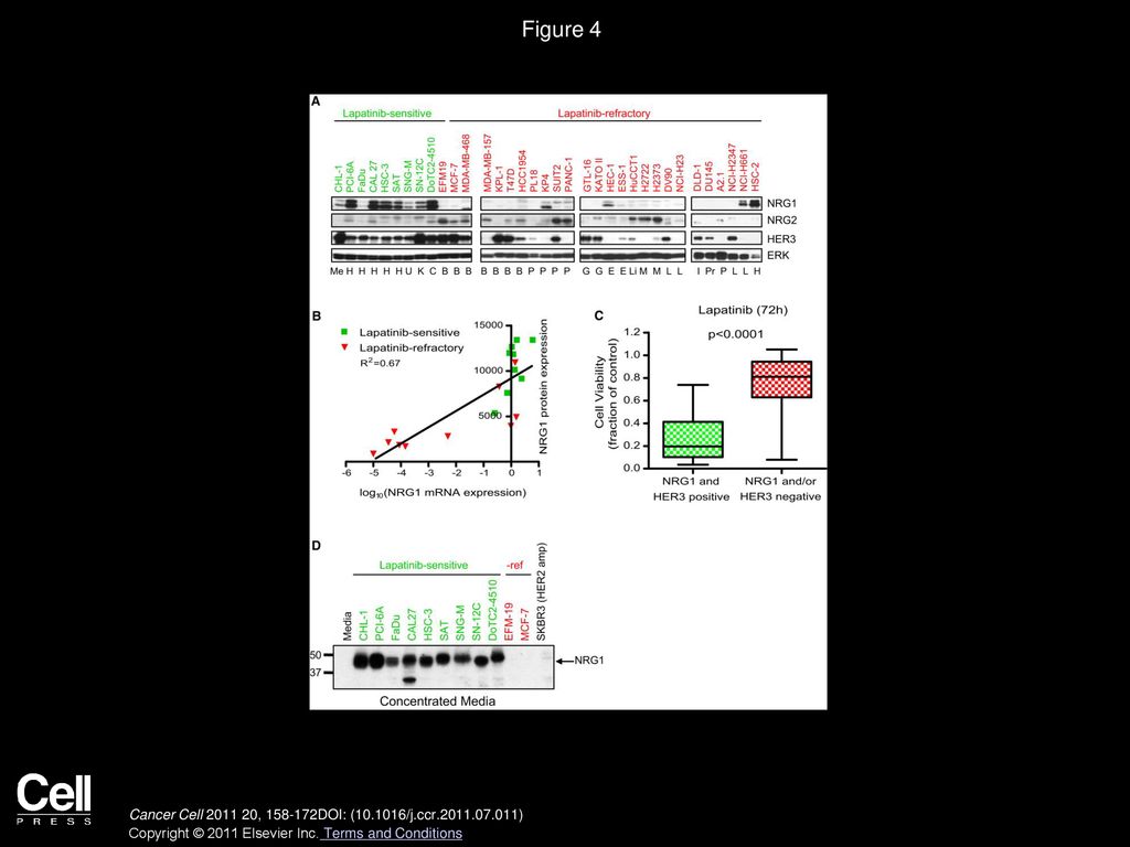 Figure 4 NRG1 Is Highly Expressed and Secreted by the Non-HER2 Amplified Lapatinib-Sensitive Cell Lines.