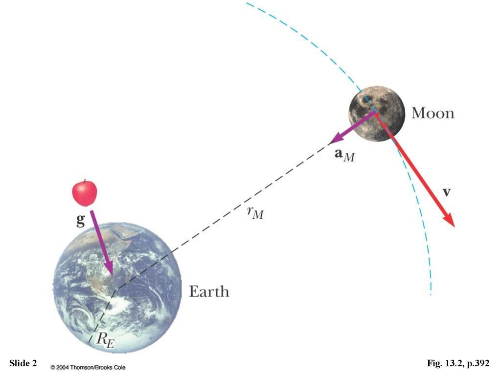Figure 13.2 As it revolves around the Earth, the Moon experiences a centripetal acceleration aM directed toward the Earth. An object near the Earth’s surface, such as the apple shown here, experiences an acceleration g. (Dimensions are not to scale.)
