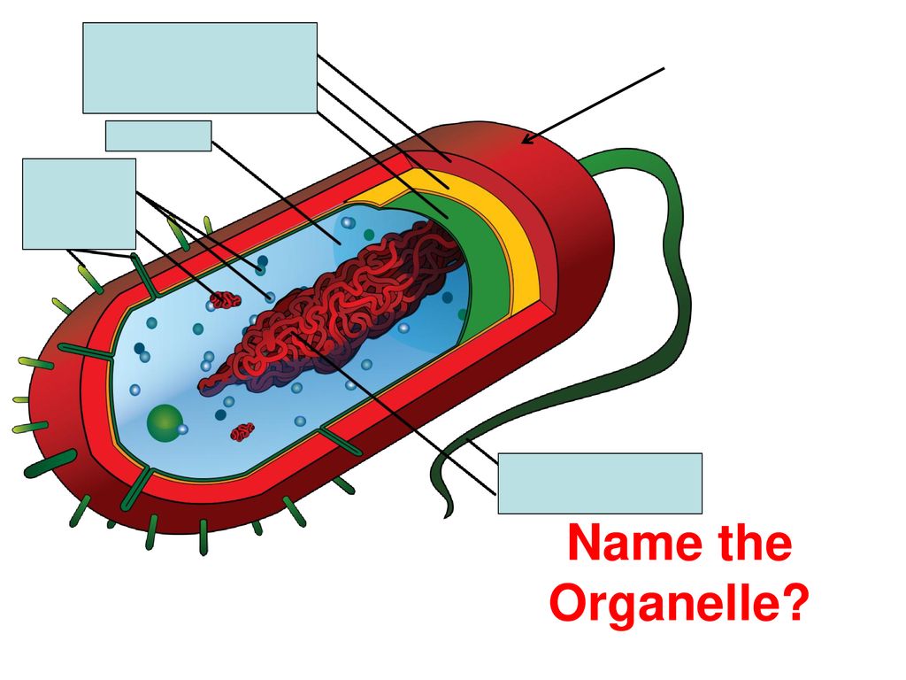 Клетки прокариот имеют ядро. Прокариотические бактерии. Клетка бактерии. Плазмида и нуклеоид бактерий. Бактериальная клетка.