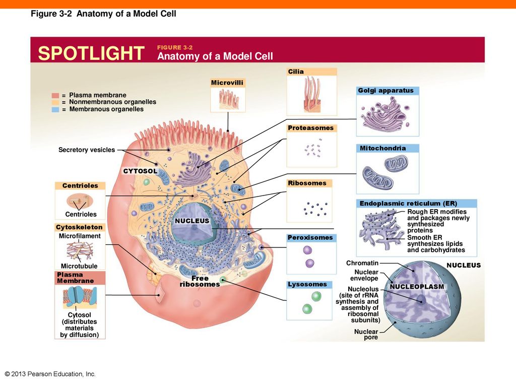 Cell structure and function ppt download