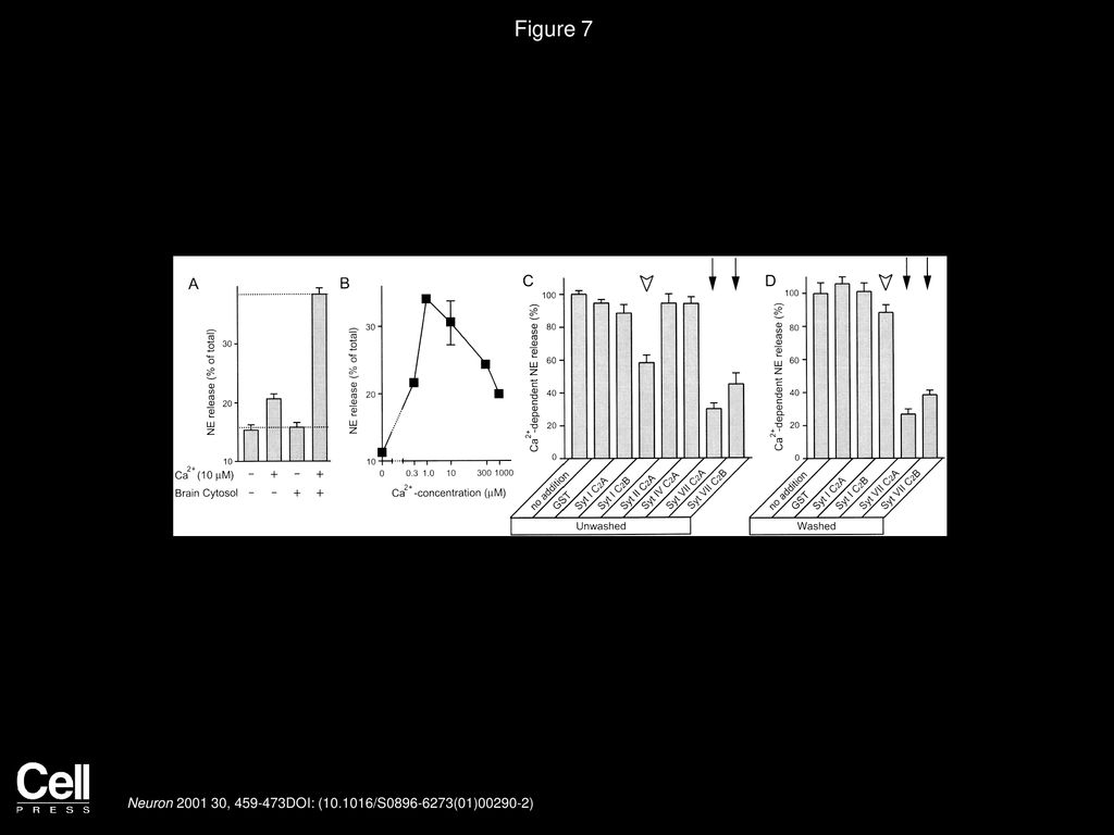 Figure 7 Effect of Synaptotagmin C2 Domains on Ca2+-Triggered Norepinphrine Secretion in Permeabilized PC12 Cells.