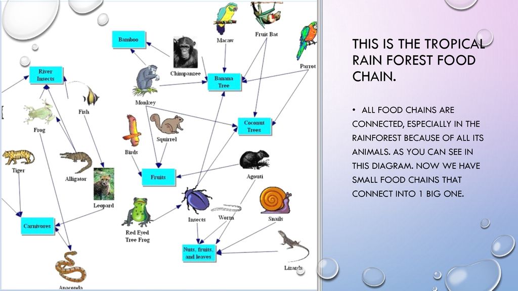 The Rainforest Food Chain - ppt download