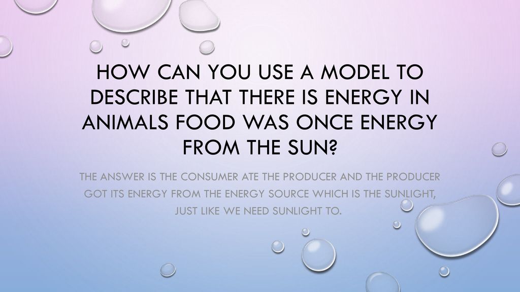 How can you use a model to describe that there is energy in animals food was once energy from the sun