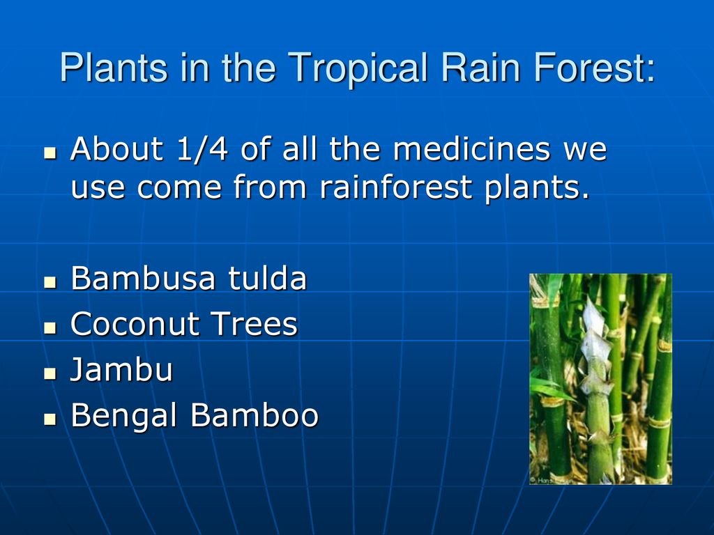 Plants in the Tropical Rain Forest: