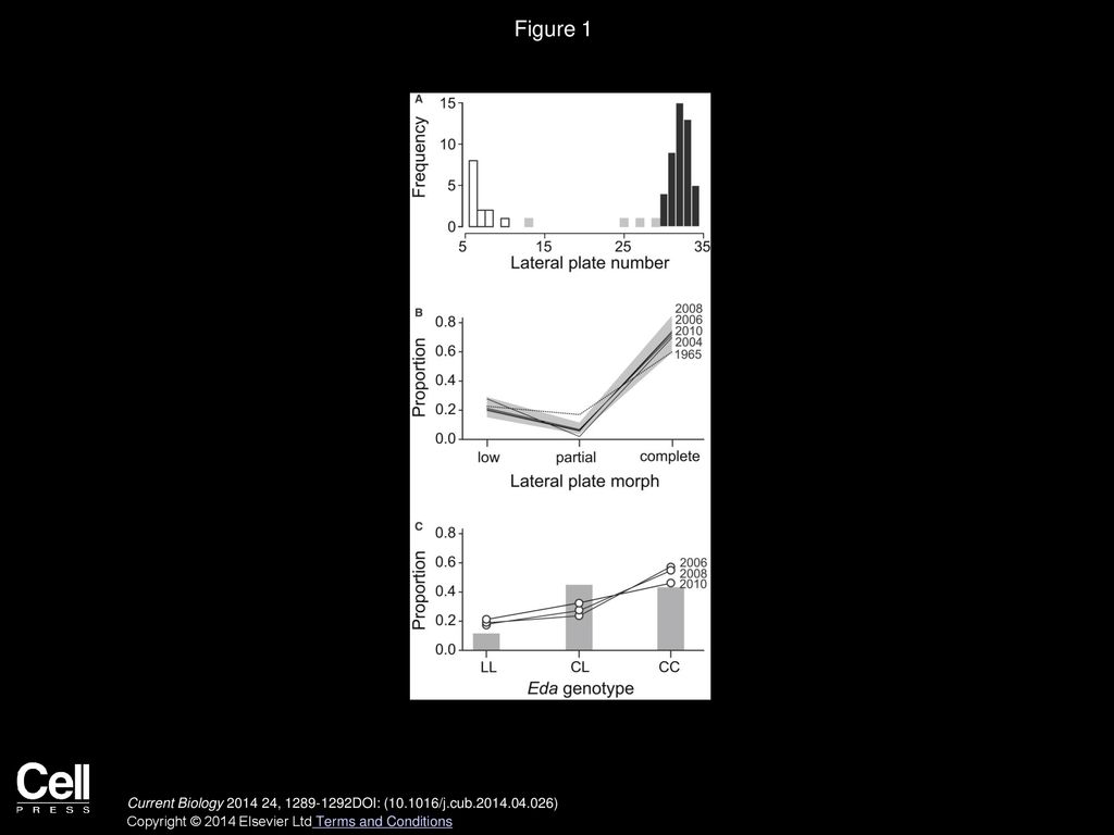 Figure 1 Lateral-Plate and Eda Genotype Frequencies