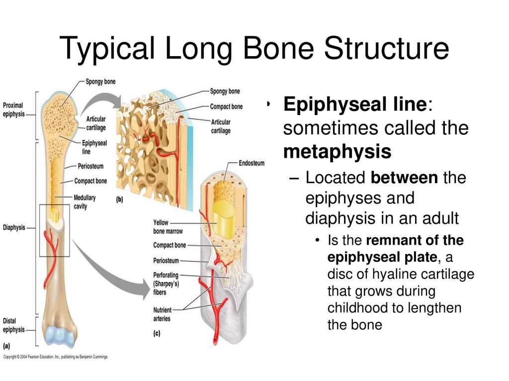 Long bone. Физис кости. Structure of long Bone.. Diaphysis латынь. Metaphysis латынь.