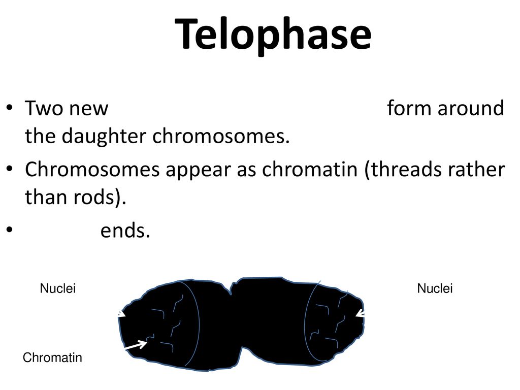 Three reasons why cells reproduce by asexual reproduction 1 Growth 2 Biology Diagrams