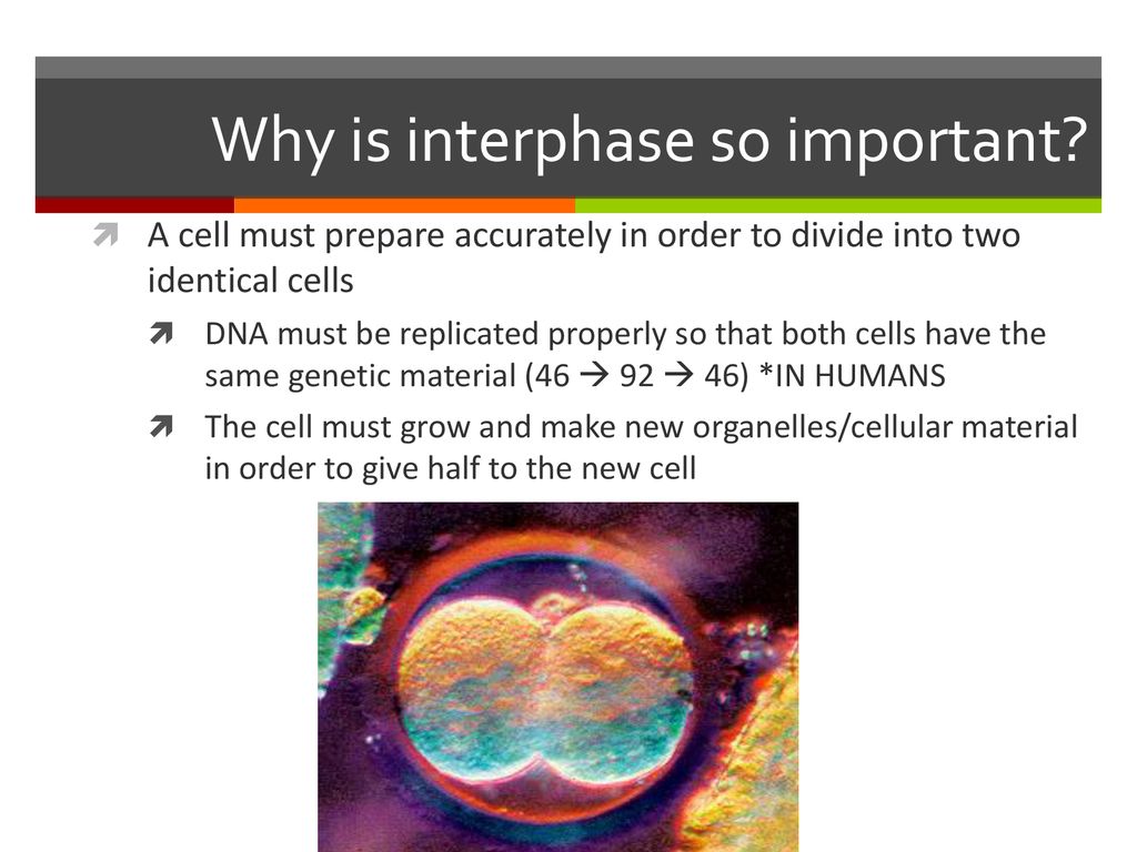 How do you grow? Give examples and be specific. Biology Diagrams