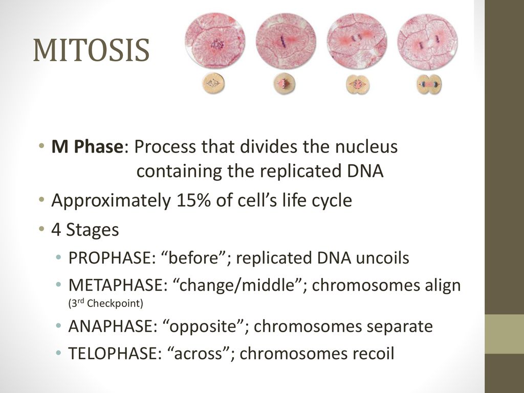 Cell Cycle and Mitosis. Biology Diagrams