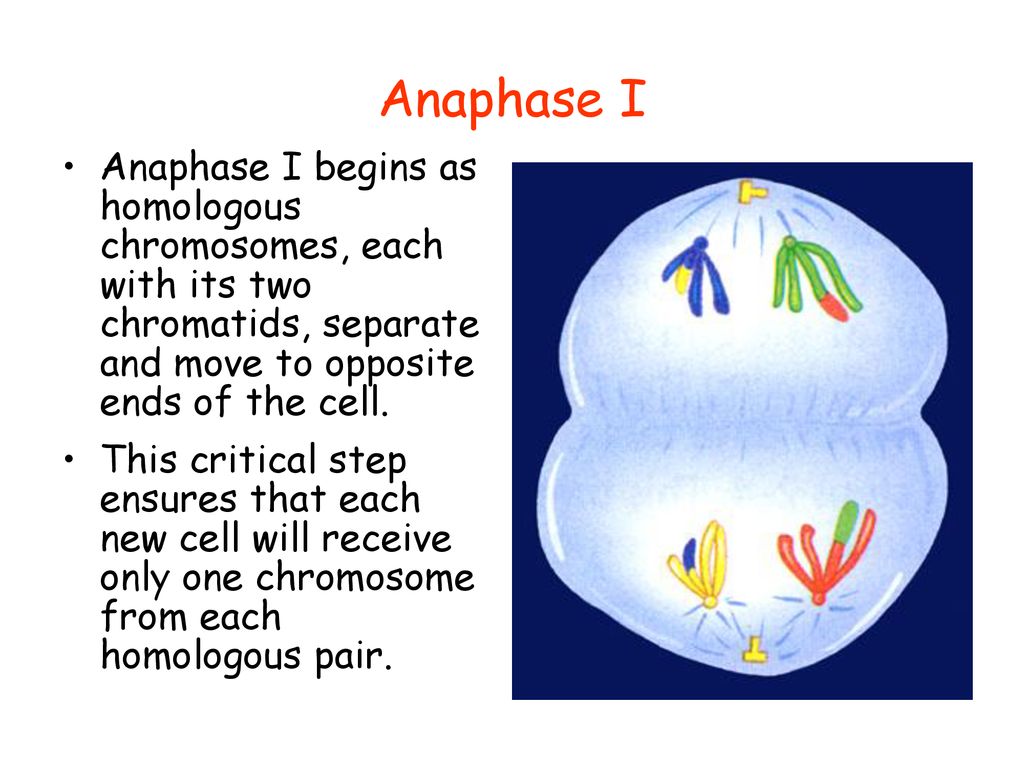 Anaphase I Anaphase I begins as homologous chromosomes, each with its two chromatids, separate and move to opposite ends of the cell.