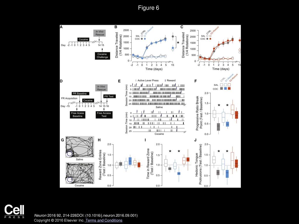 Figure 6 Selectively Normalizing Transmission at D1- or D2-MSN-to-VP Synapses Differentially Affects Drug-Adaptive Behavior.