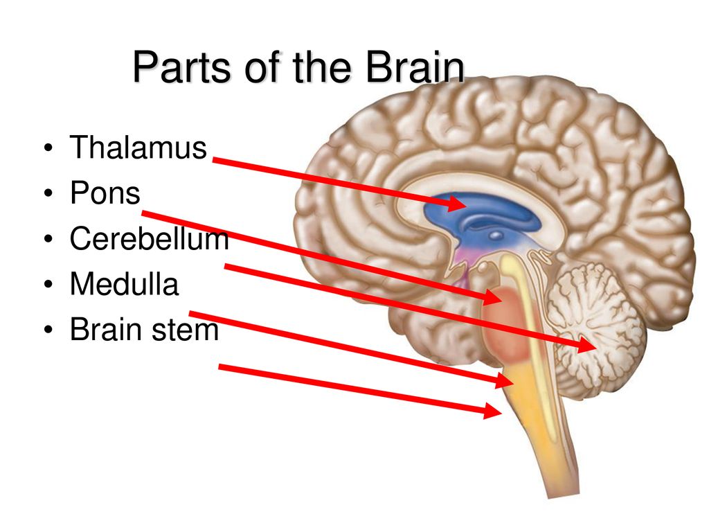Brain tasks. Pons brainstem. Parts and structures of the Brain. Таламус. Parts of Brain and their function.