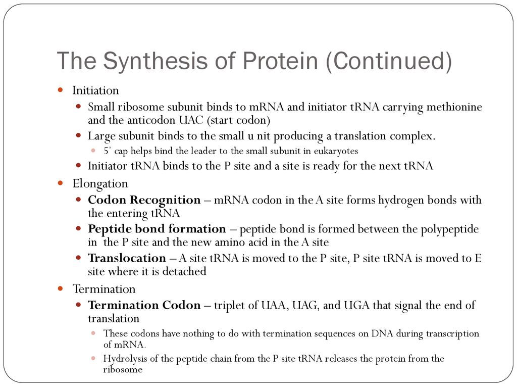 Chapter 17 From Gene to Protein. - ppt download