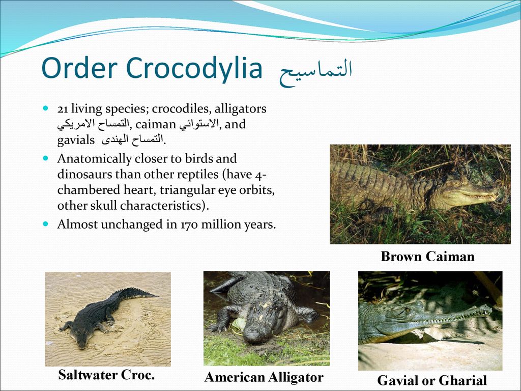 Order Crocodylia التماسيح