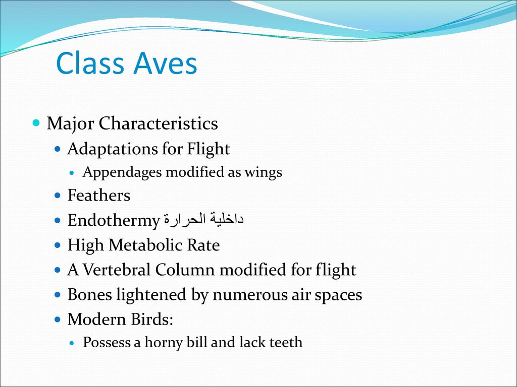 Class Aves Major Characteristics Adaptations for Flight Feathers