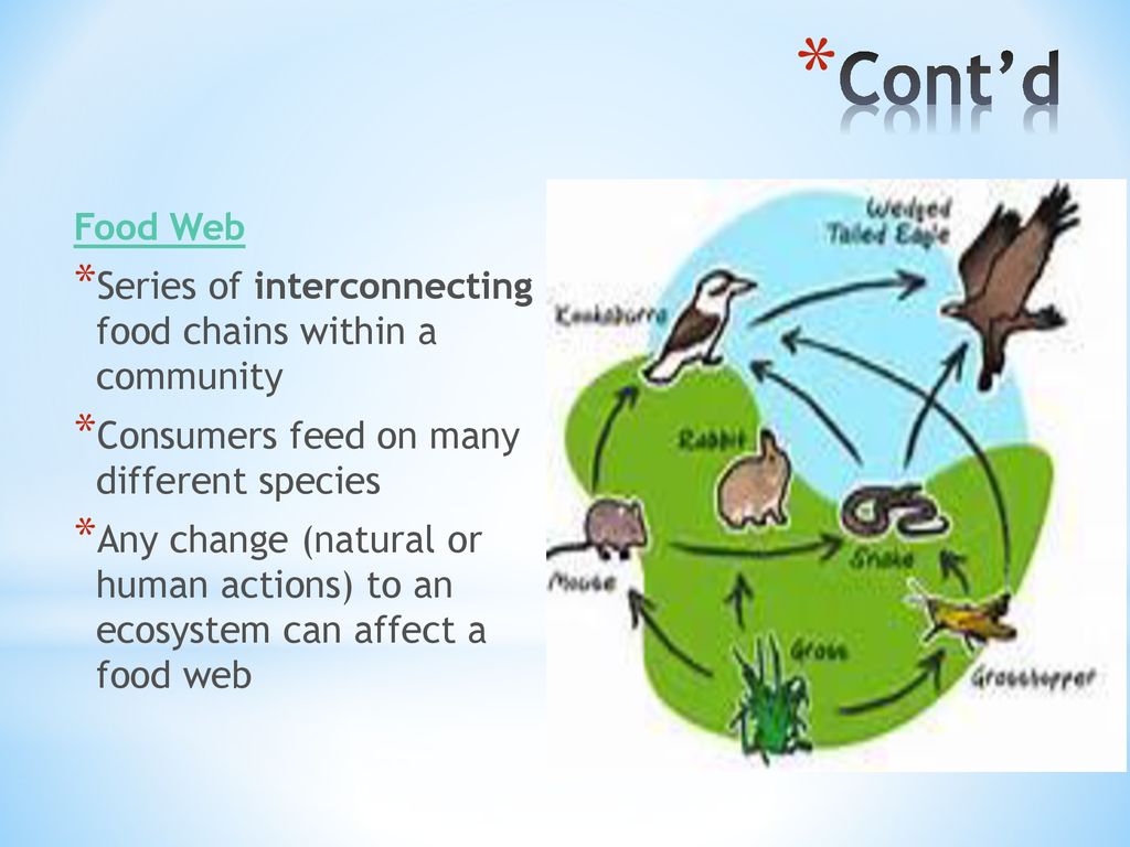 Interactions of Ecosystems Biology Diagrams